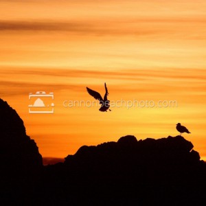 Seagull Landing at Sunset