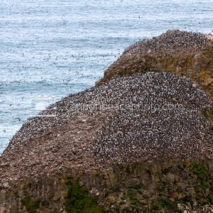 The Murres of Murre Rock