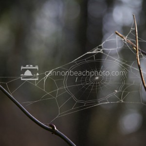 Backlit Spider Web