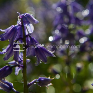 Bluebells After the Rain