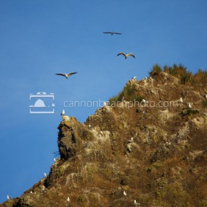 Seagulls at the Top of Haystack Rock