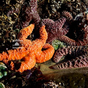 Oregon Coast Starfish, Seastar Tidepool