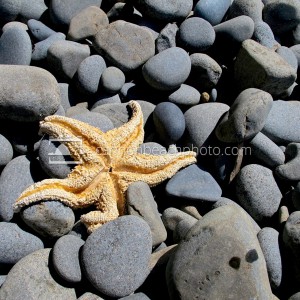 Starfish Washed Ashore