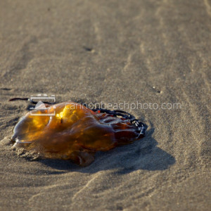 Jellyfish Glow on the Sand
