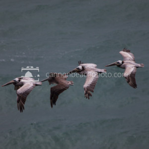 Pacific Pelicans Flight