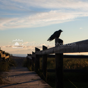Crow Boardwalk Perch