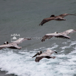 Four Pelicans in Flight