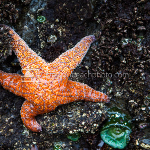 Orange Starfish on Intertidal Rock