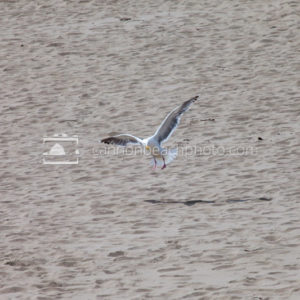 Seagull Taking Off from Footprinted Shore
