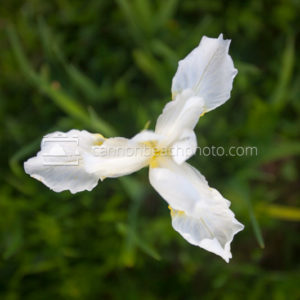 White Iris Wildflower