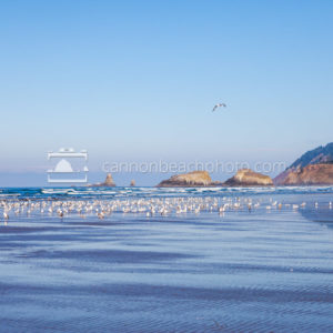 Beach View of Murre Rocks with Seagulls