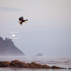 Bald Eagle Landing, Oregon Coast