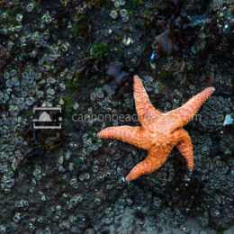 Orange Starfish on the Coast