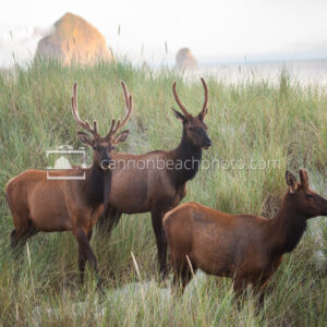 Elk Group in the Dunes