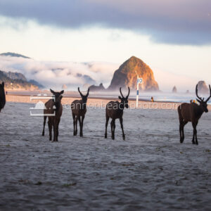 Group of Elk Walking the Beach