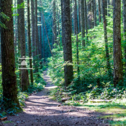 Sunlit Path thru the Tall Forest, Horizontal