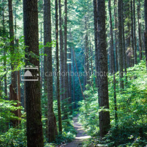 Sunlit Path thru the Tall Forest, Vertical