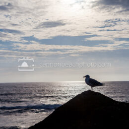 Seagull Indian Beach Perch