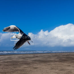 Seagull Flight at Seaside Turn-Around