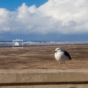 Seagull Perch on Seaside Turn-Around