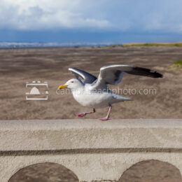 Seagull Taking Off at Seaside Turn-Around