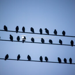 Flock on Wire (Vertical)