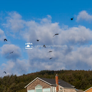 Crows Flying Over Cannon Beach with Clouds