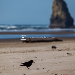 Crow on the Beach with Needle, Vertical