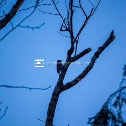 Woodpecker and Blue Sky