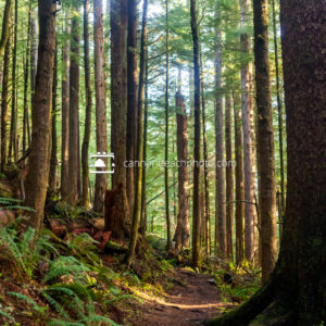 Neahkahnie Mountain  Forest Trail 1