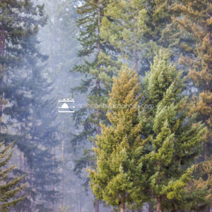 Smokey Forest Pine Trees