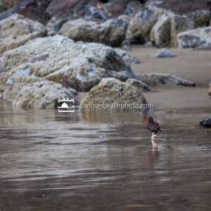 Lone Oystercatcher On the Beach